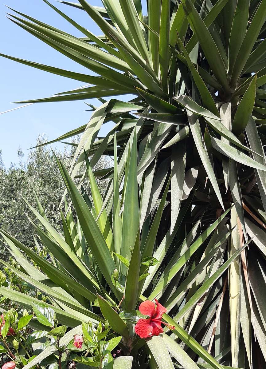 yucca e ibisco dell'albero puzzle online