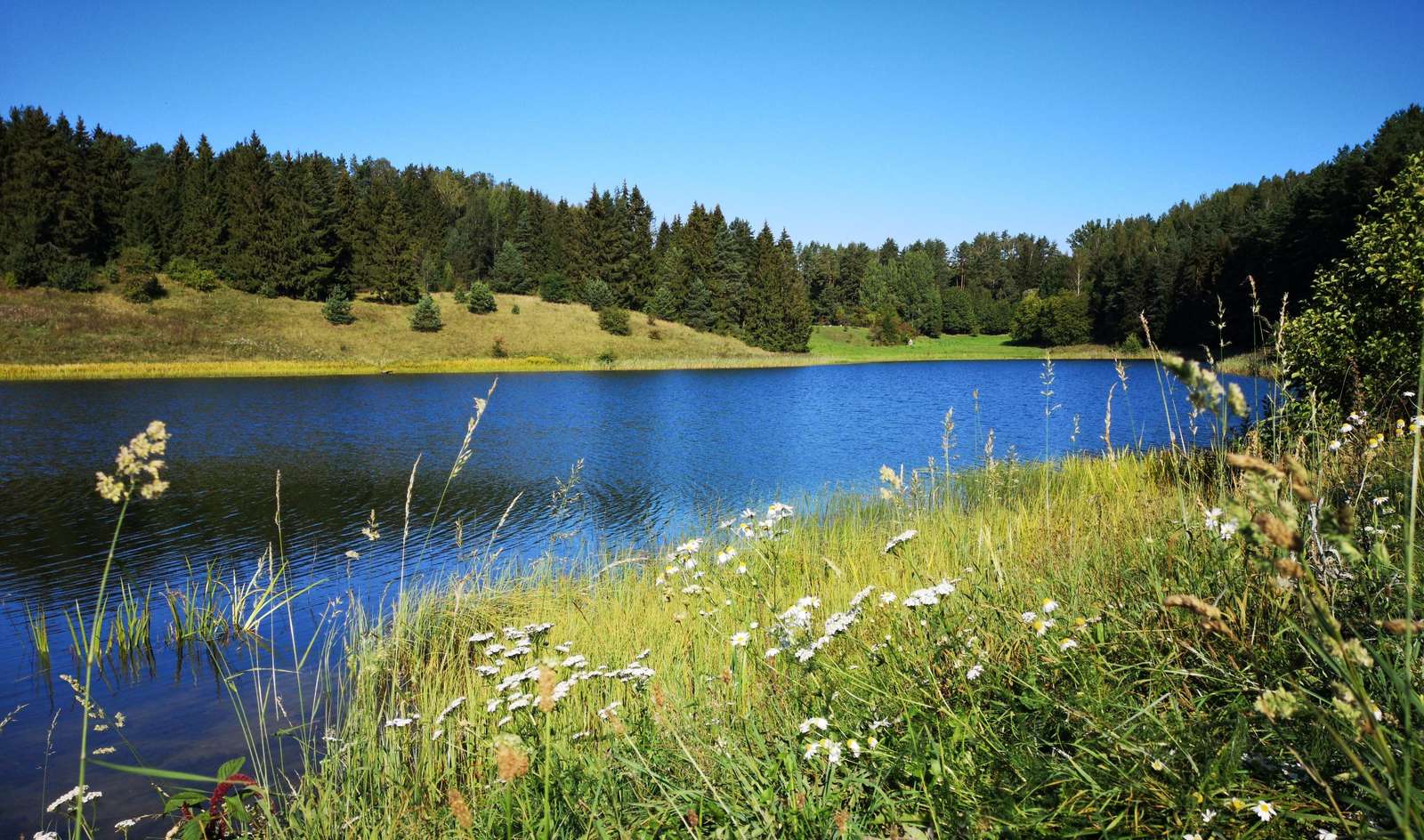 Un encantador lago en el bosque. rompecabezas en línea