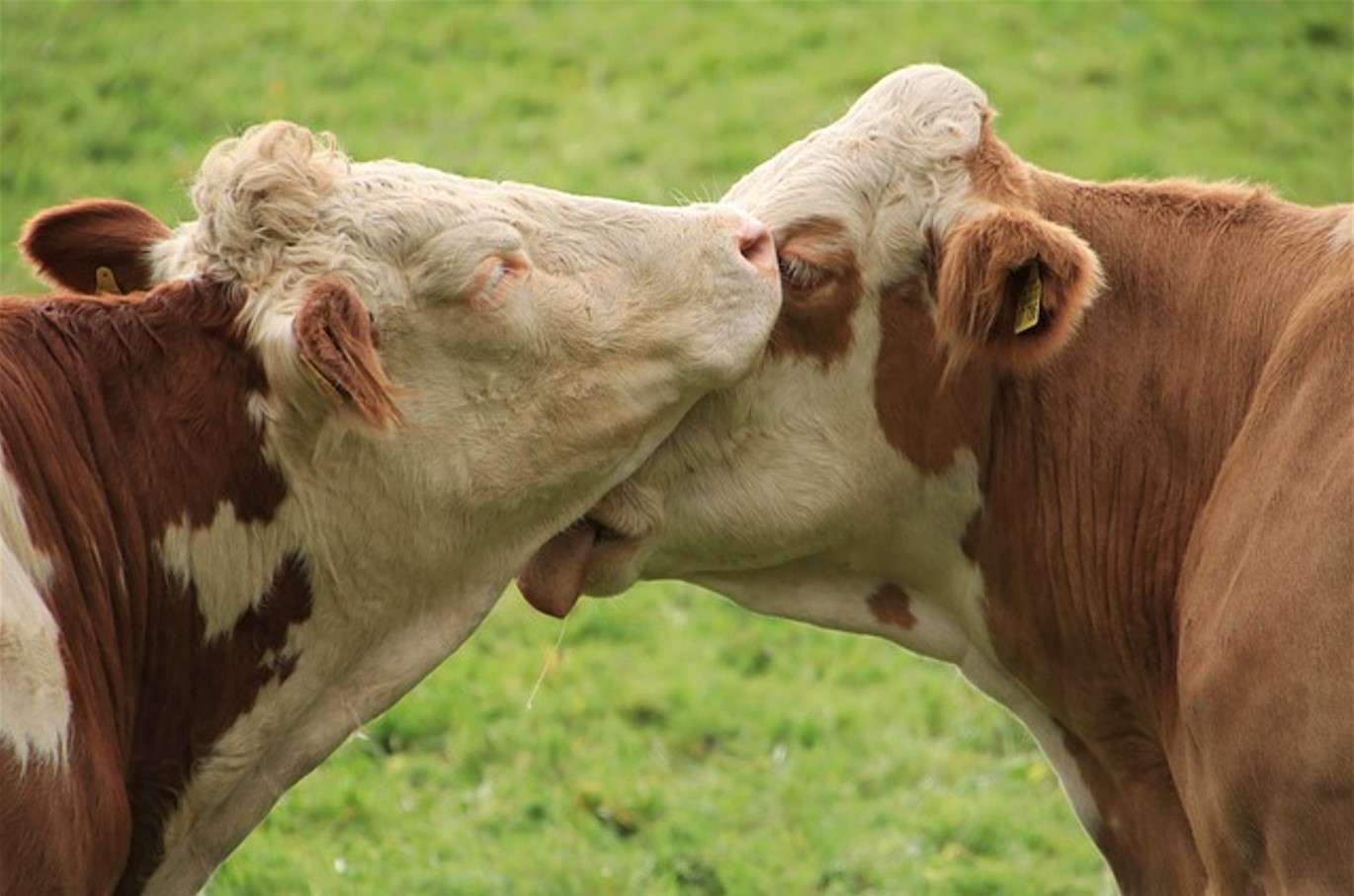 Beijando Vacas quebra-cabeças online