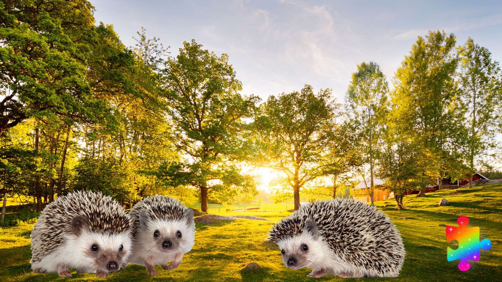 Hedgehogs in the late summer sun online puzzle