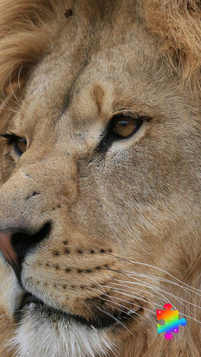 Visage de lion puzzle en ligne