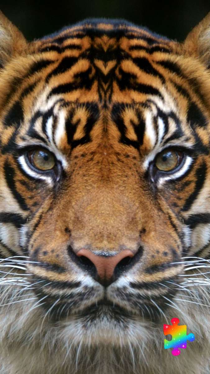 cara de tigre rompecabezas en línea