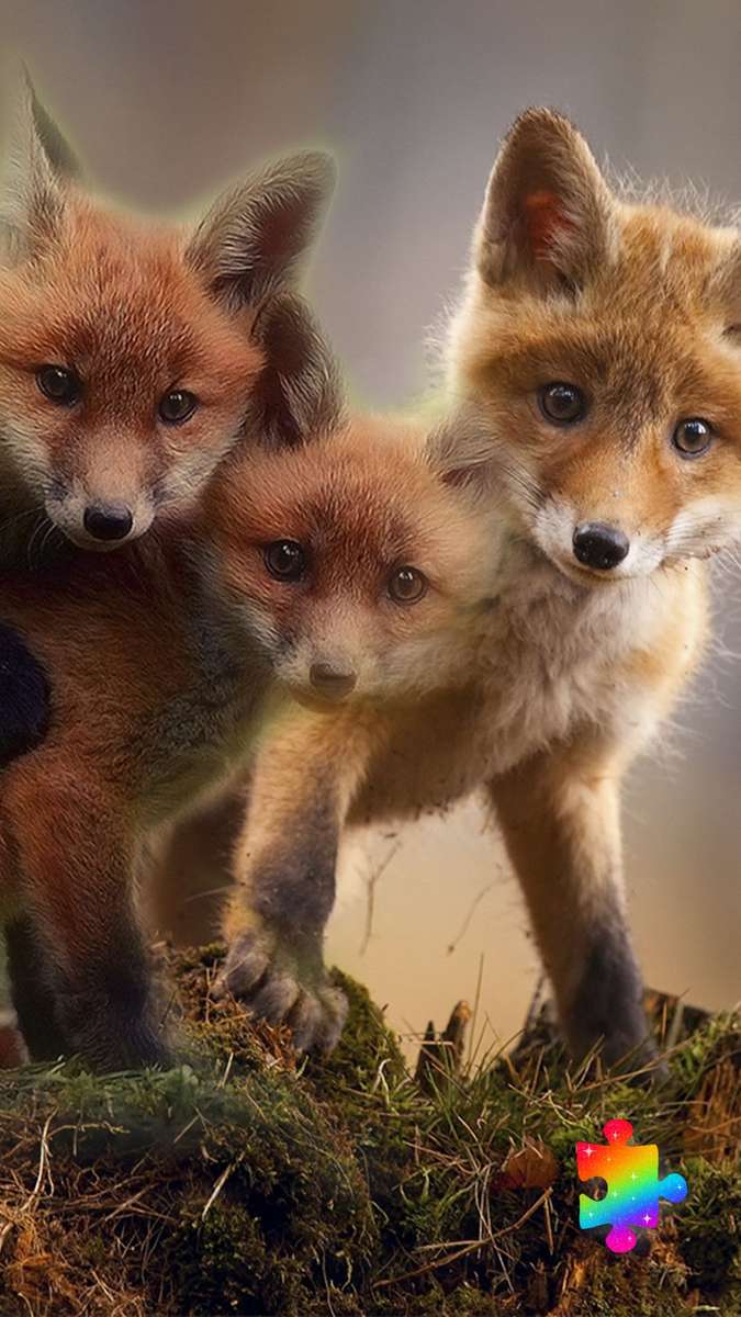 Cachorros de zorro rompecabezas en línea