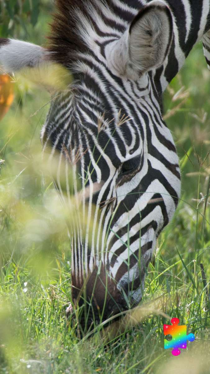 Zebragesicht Online-Puzzle