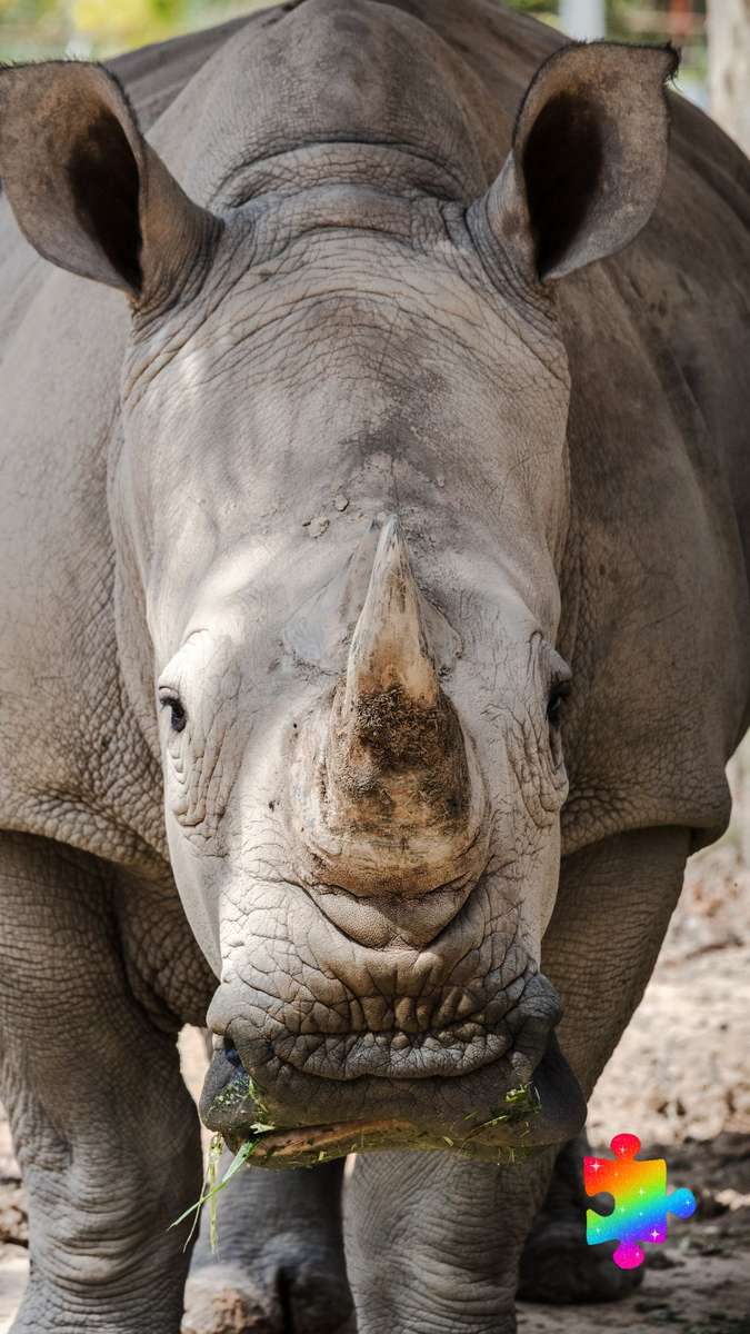 Le visage du rhinocéros puzzle en ligne