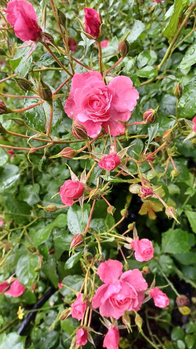 バラの茂み オンラインパズル