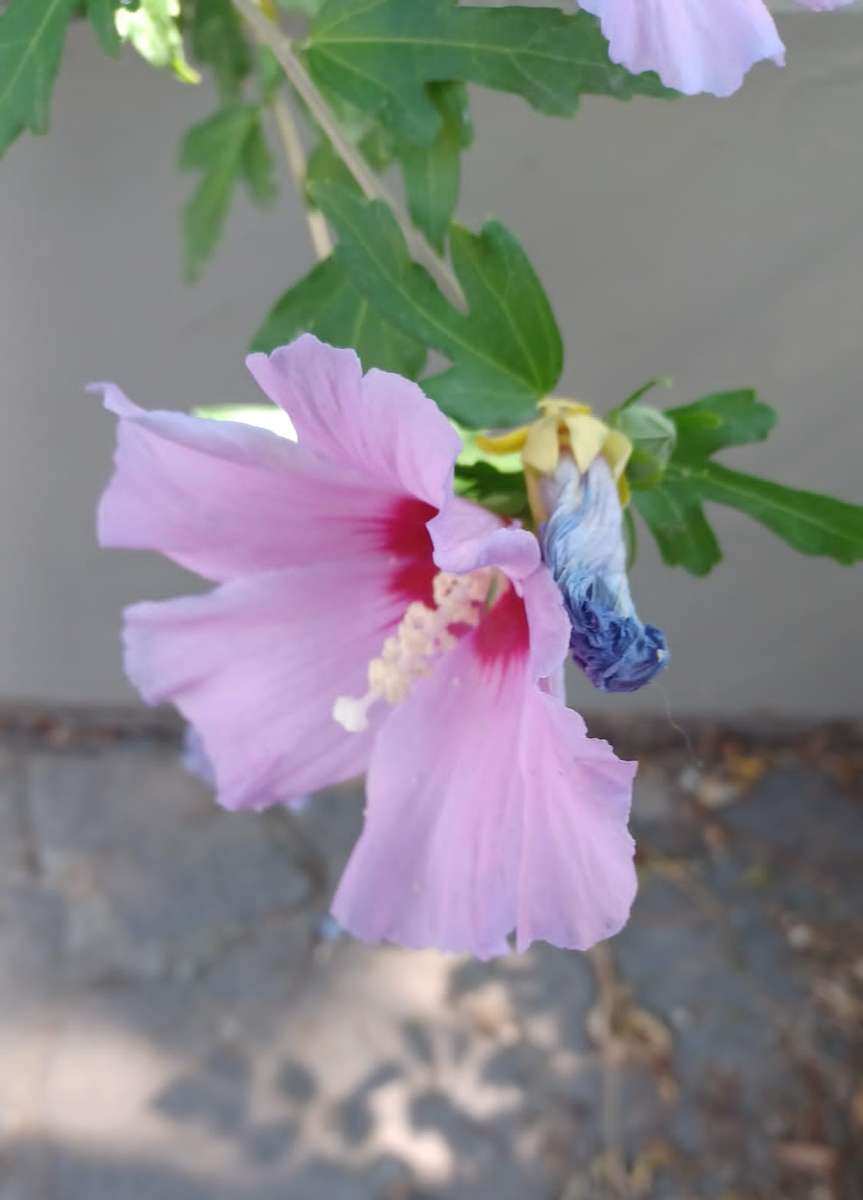 ハイビスカスの花をクローズアップ オンラインパズル