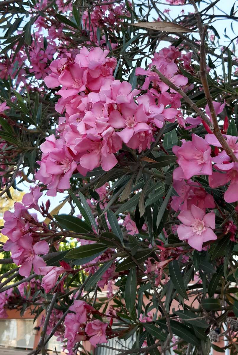 rosa exotiska blommor pussel på nätet