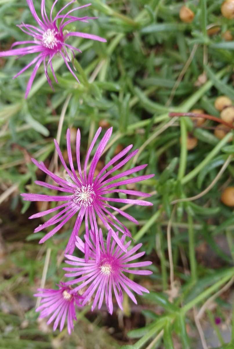 草原のまあまあの花 オンラインパズル