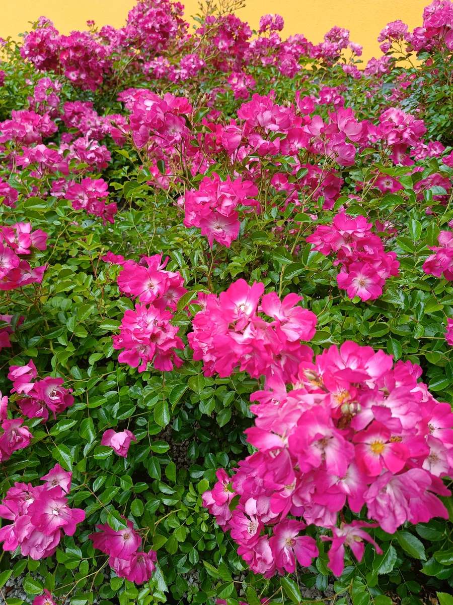 flowers, lots of pink flowers jigsaw puzzle online