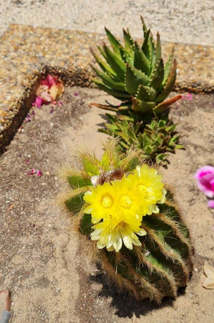 cactos florescendo intensamente puzzle online