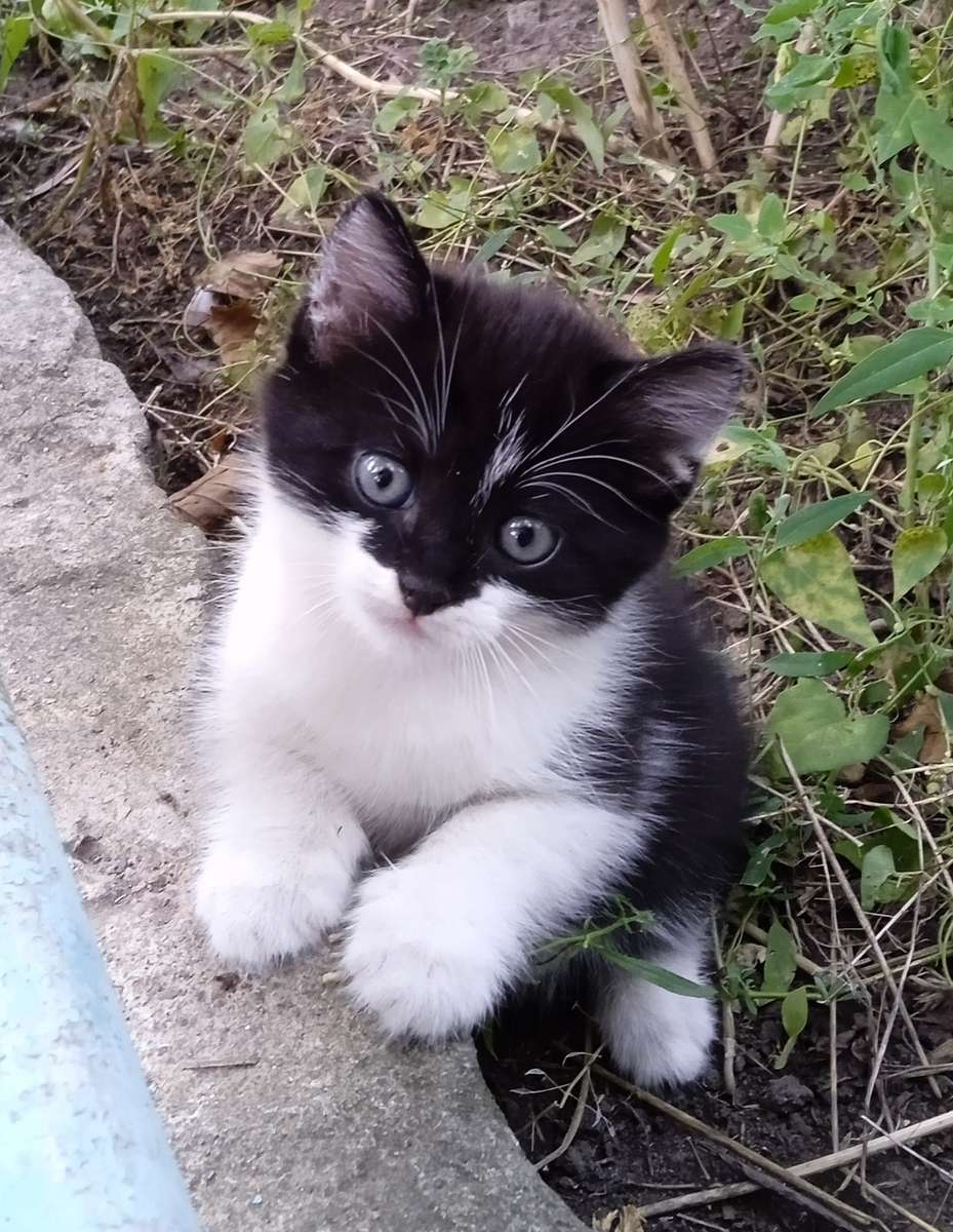 Бъдеща котка онлайн пъзел