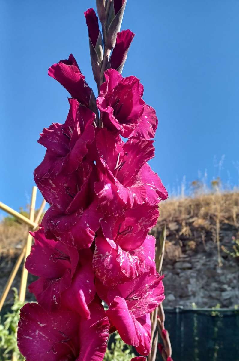 gladioli beautiful tall flowers jigsaw puzzle online