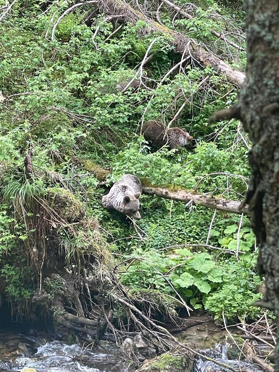 Teddybären in der Tatra auf dem Weg Online-Puzzle