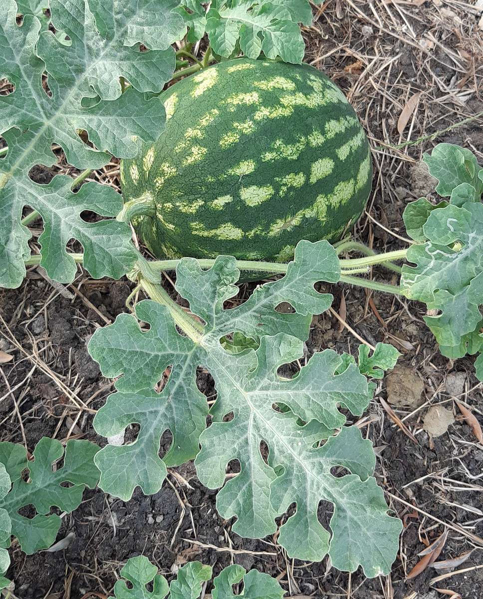 our watermelon in the garden jigsaw puzzle online