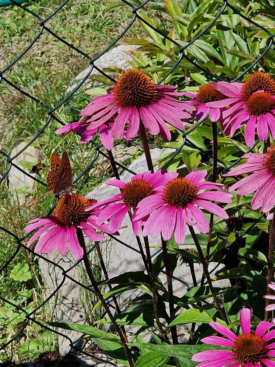 Conspiração de flores e borboletas Wudzyń quebra-cabeças online