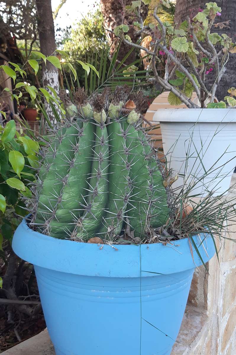 cactus gigante in una pentola puzzle online