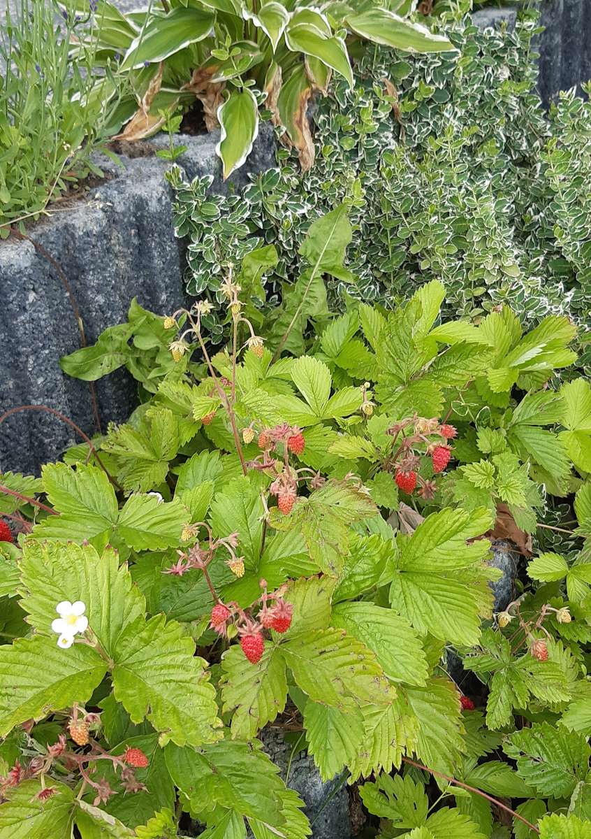 wilde aardbeien rijpen legpuzzel online