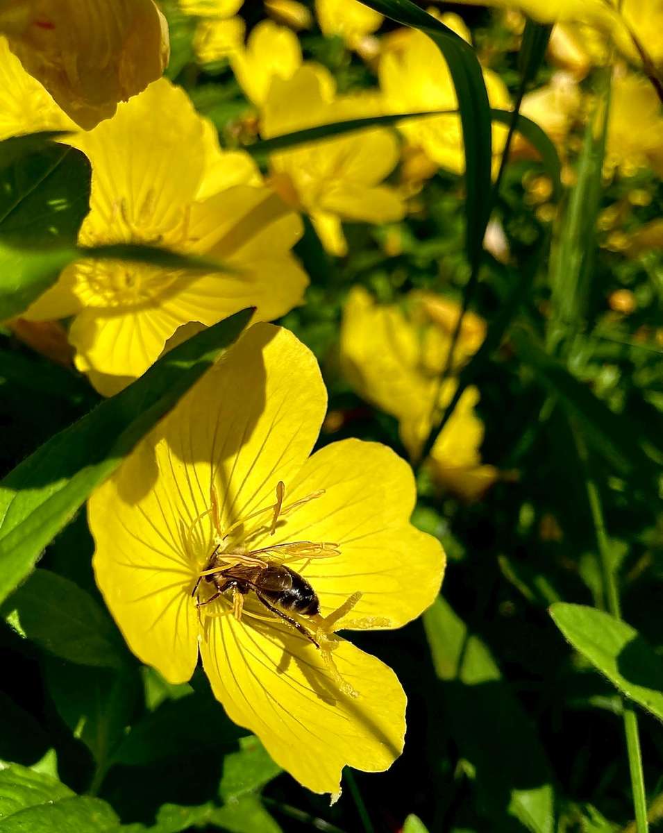 insekt på en blomma Pussel online