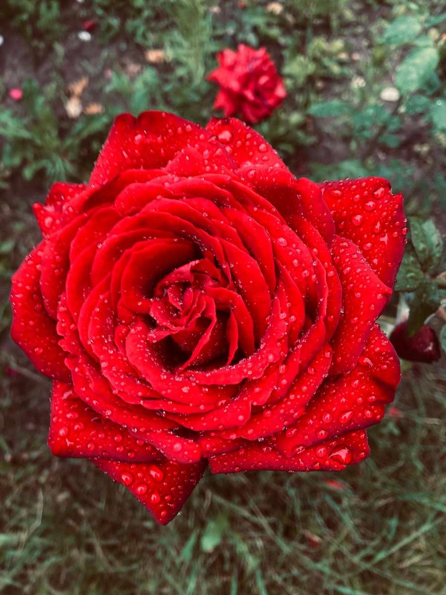 beautiful rose in dew drops online puzzle