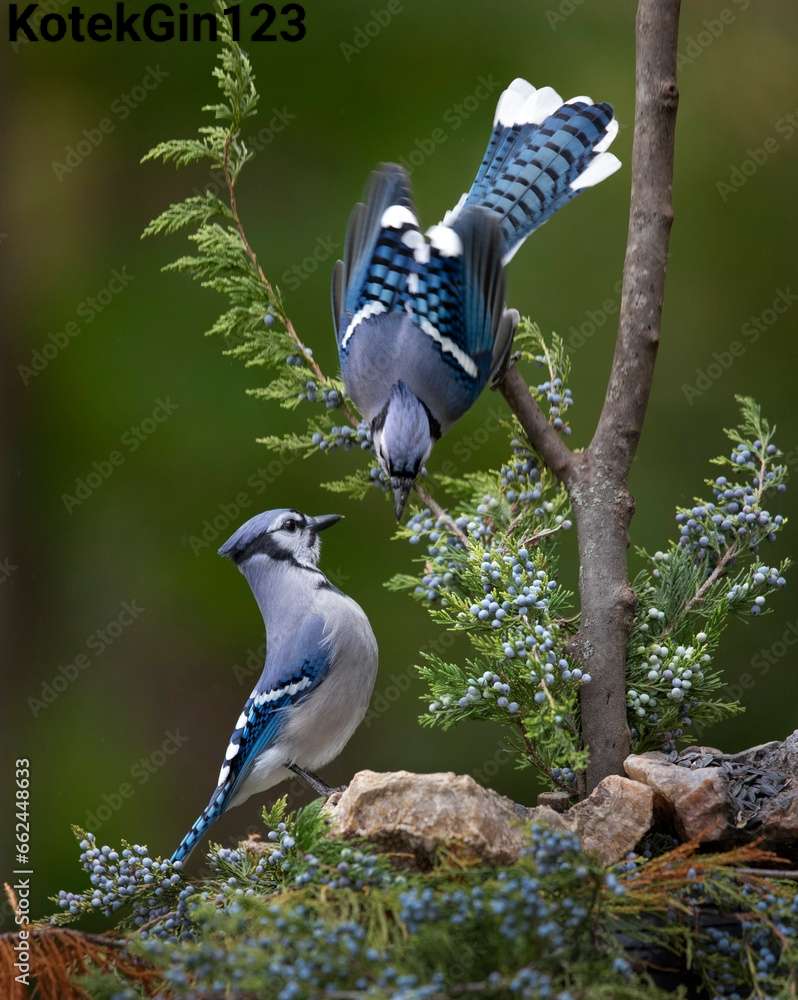 Blue Jays jigsaw puzzle online