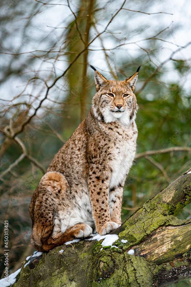 Euraziatische lynx legpuzzel online