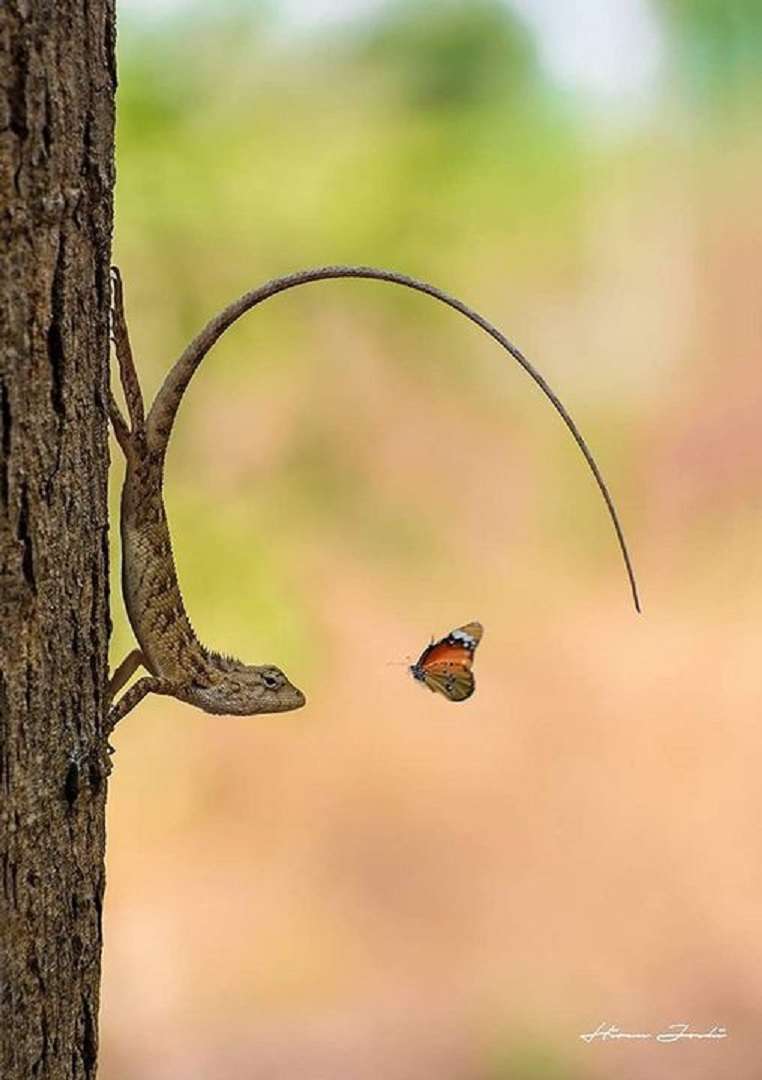 lézard et papillon puzzle en ligne