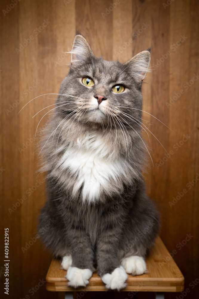 gato maine coon rompecabezas en línea