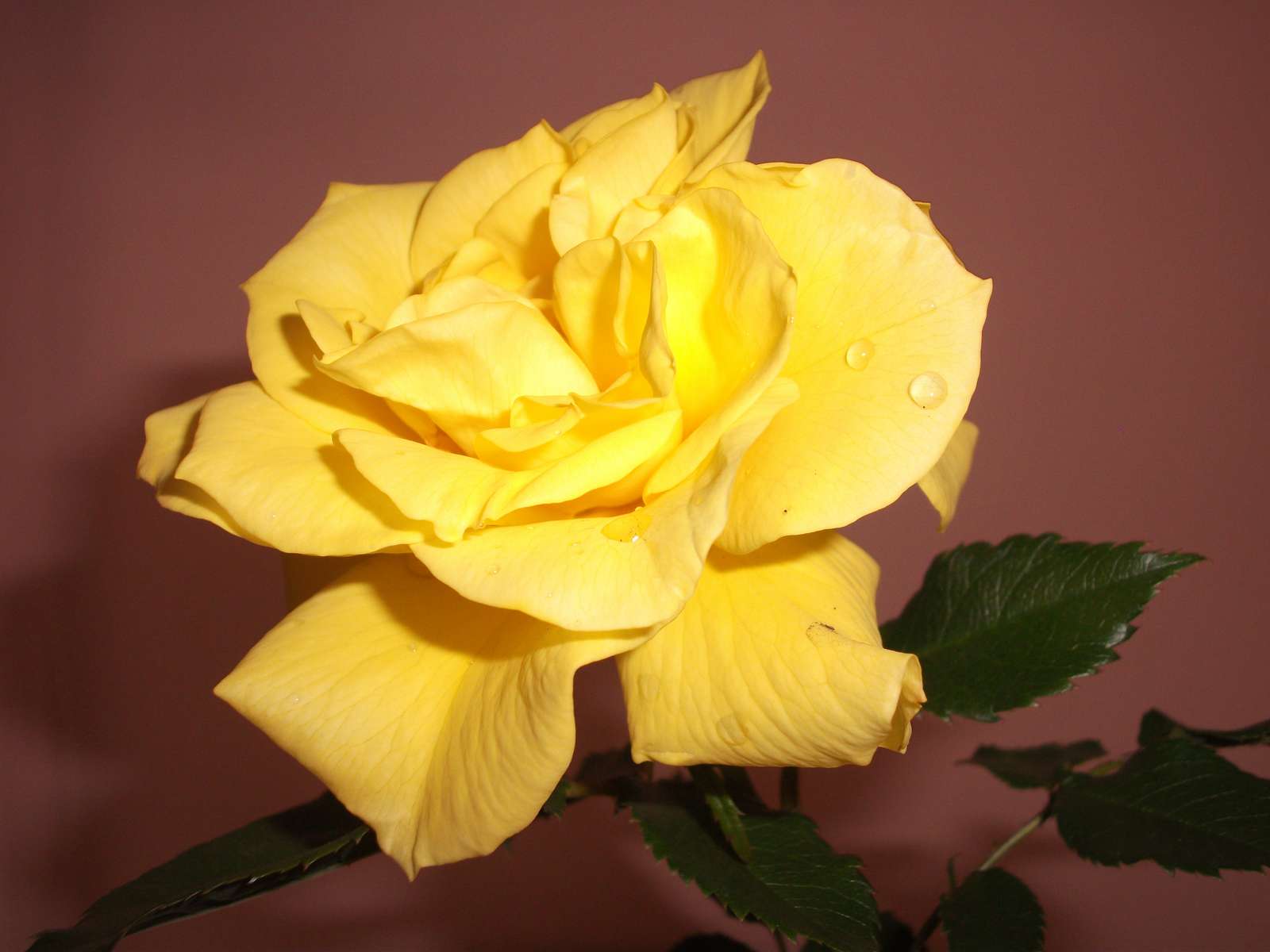 Une rose jaune puzzle en ligne