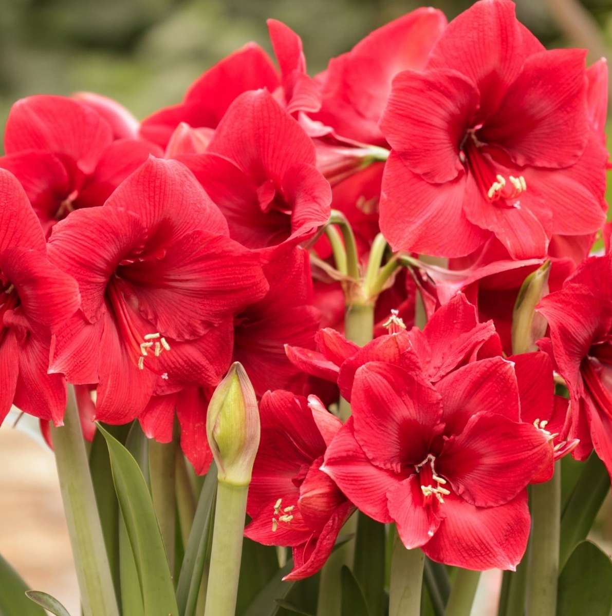 Red Amarylis flowers jigsaw puzzle online