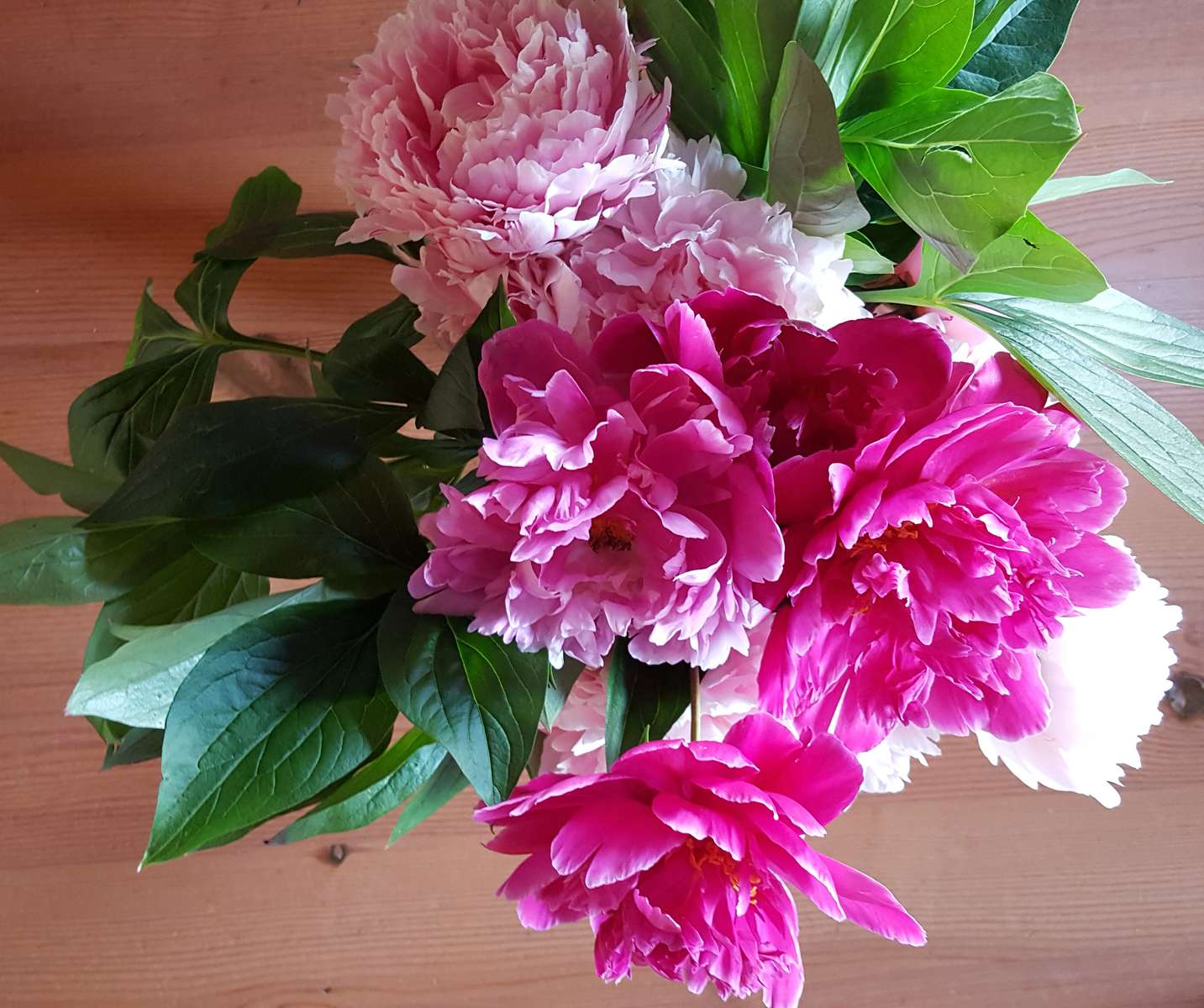 peonias rosas rompecabezas en línea