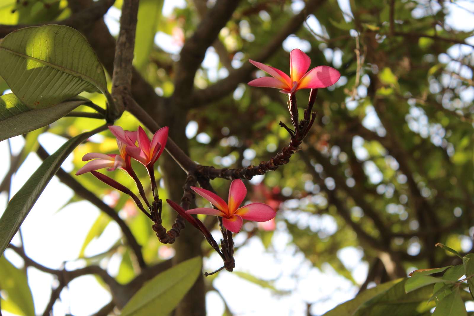 Plumeria rosa naranja rompecabezas en línea