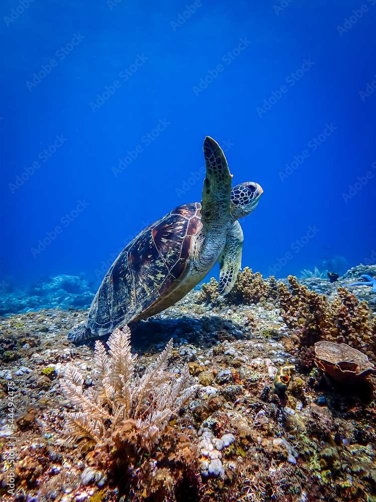 Tortuga de mar rompecabezas en línea