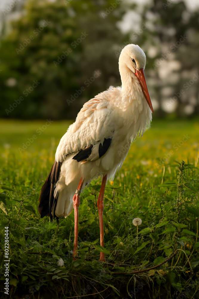 Vit stork pussel på nätet