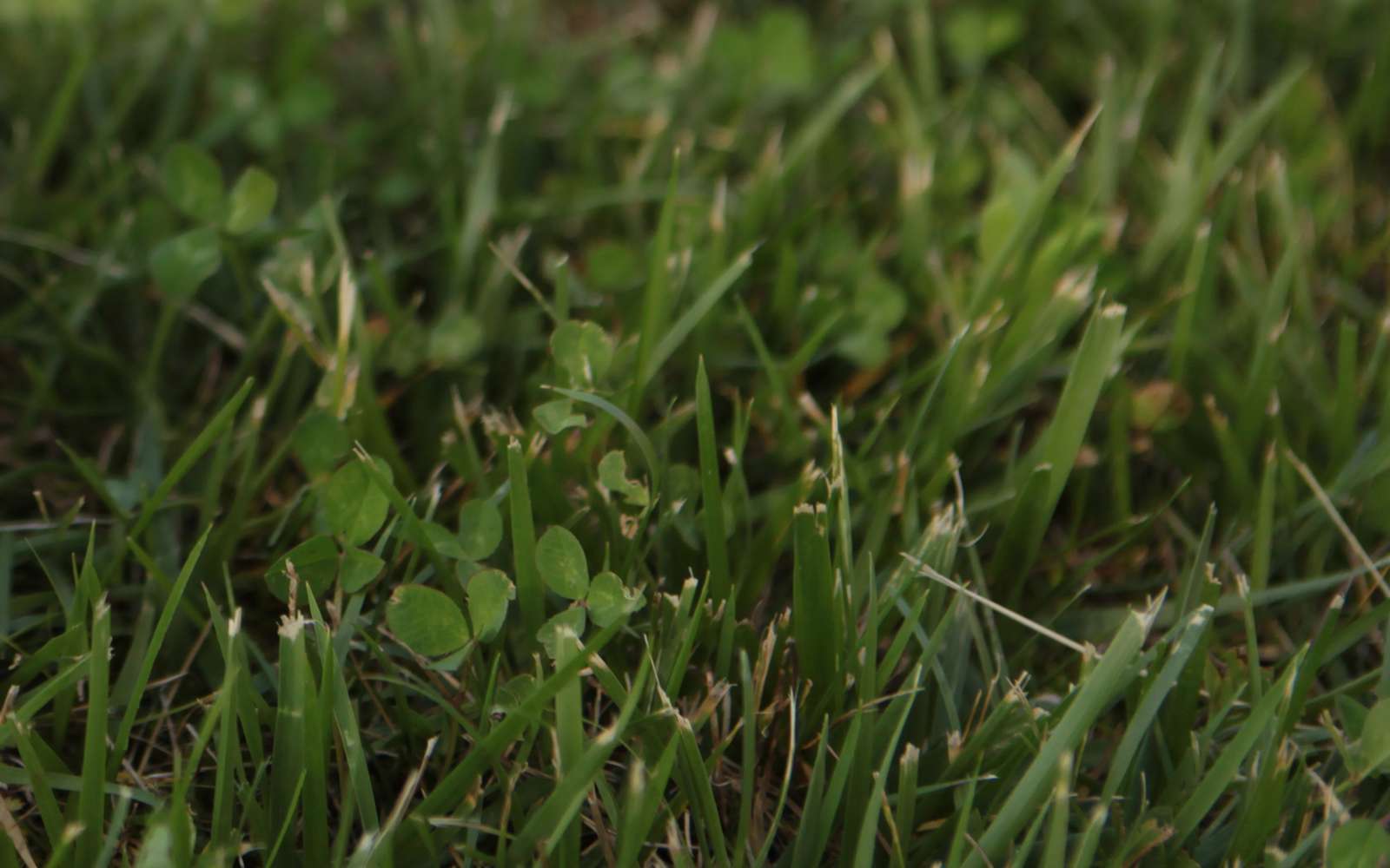 Clover in the grass jigsaw puzzle online