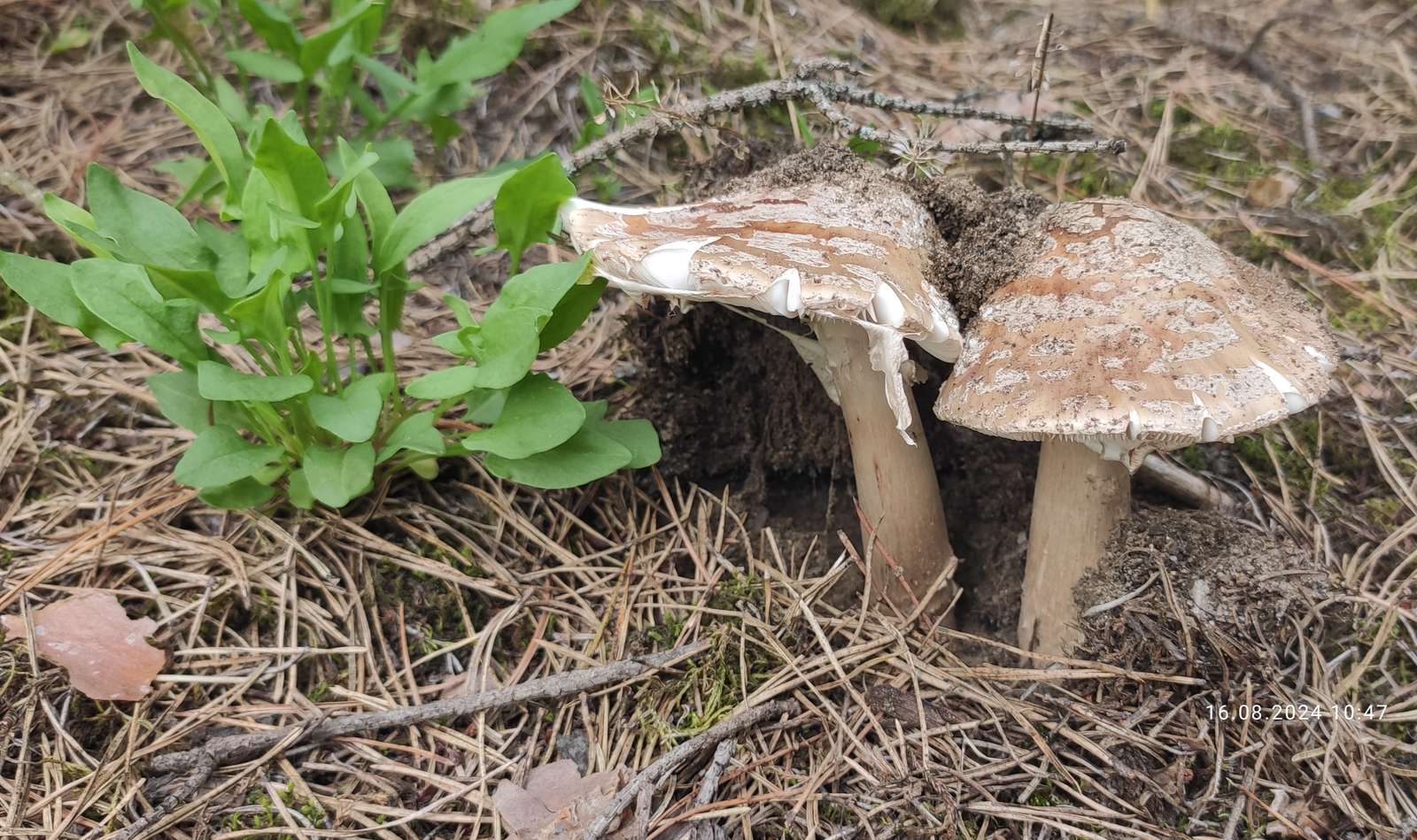 Tweeling paddestoelen legpuzzel online