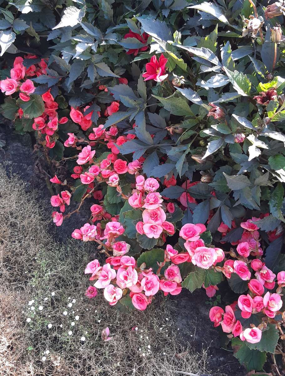 bloemen in het park bij de fontein legpuzzel online