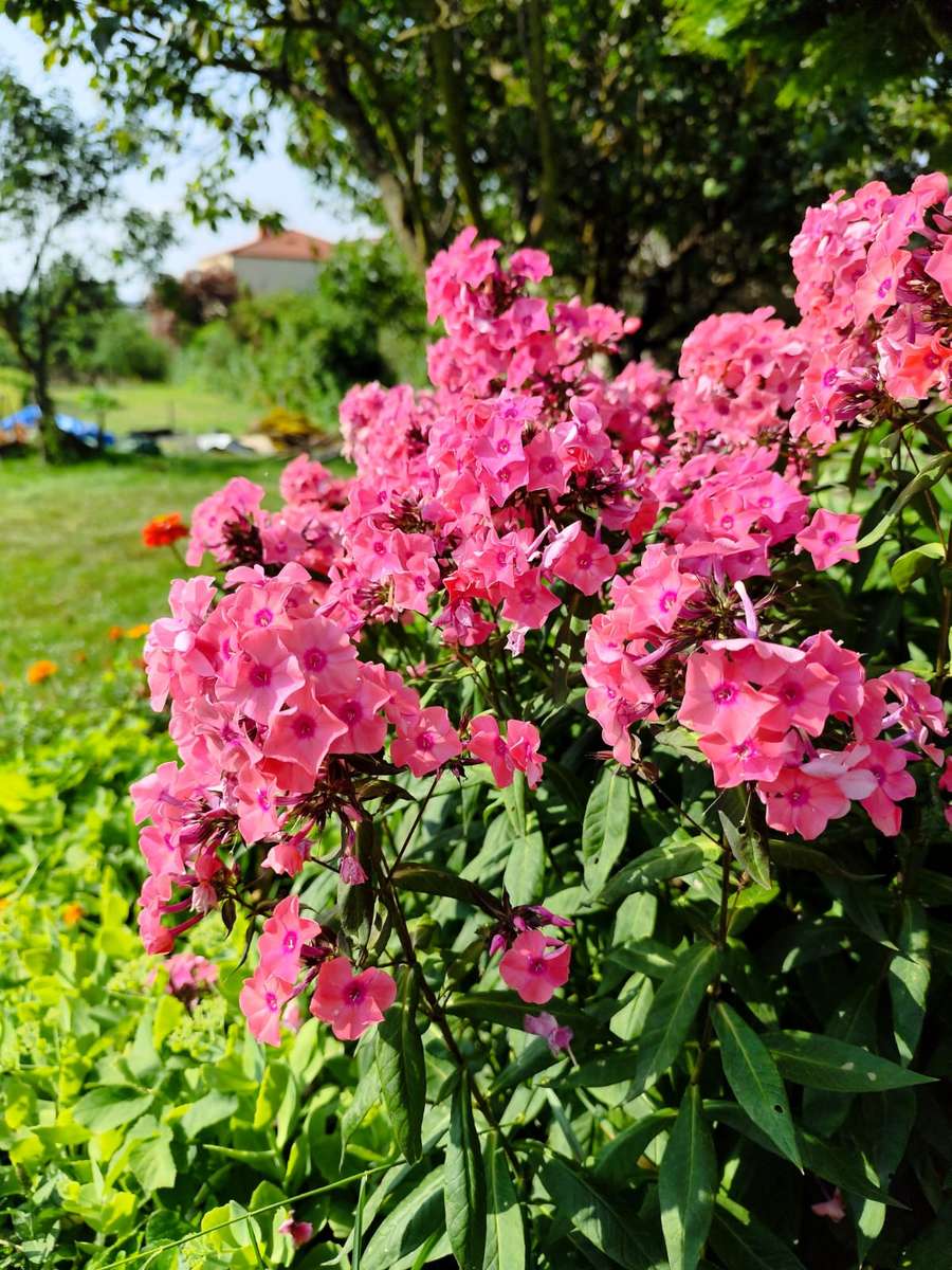 flores rosadas con una vista al fondo rompecabezas en línea