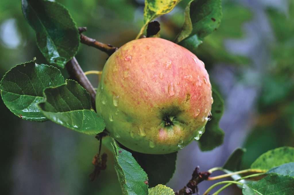 Une pomme puzzle en ligne