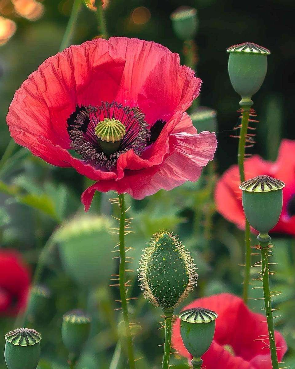 amapolas rojas y semillas de amapola rompecabezas en línea