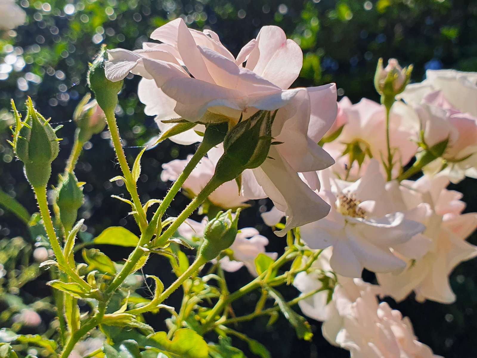 rosas pálidas rompecabezas en línea