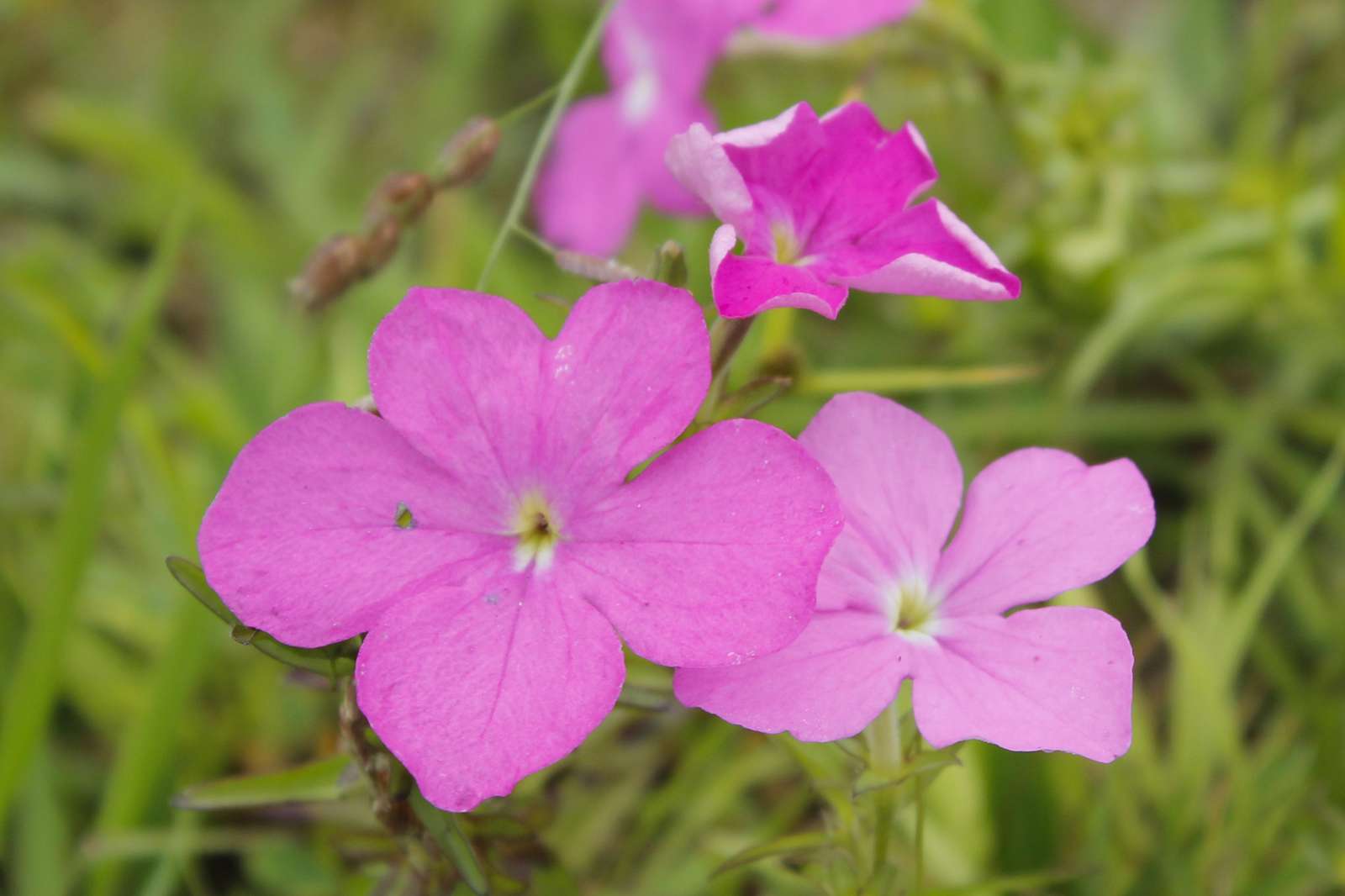 Vårrosa blommor Pussel online