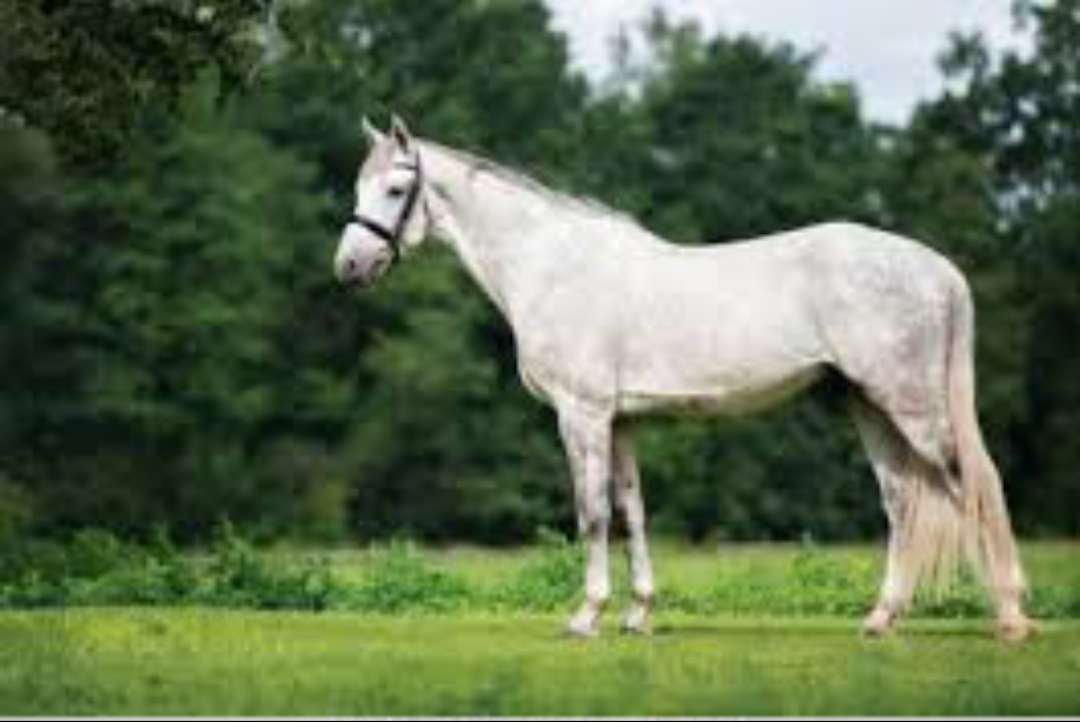 Cheval Arabe Blanc puzzle en ligne