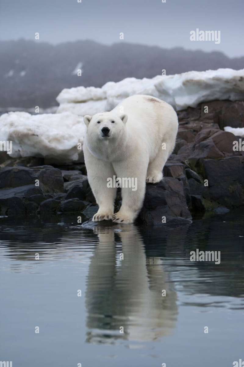 Polar Bear, Svalbard Νορβηγία online παζλ