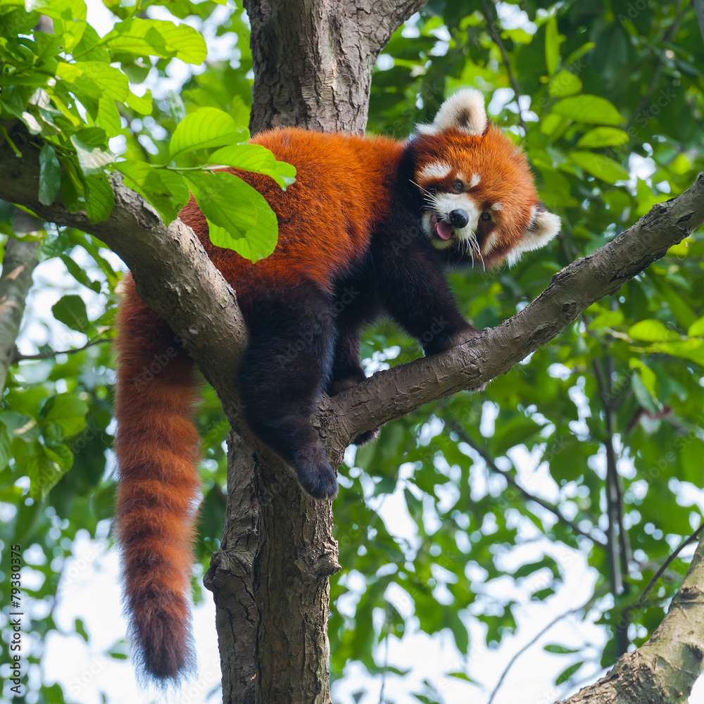 pequeño panda rompecabezas en línea