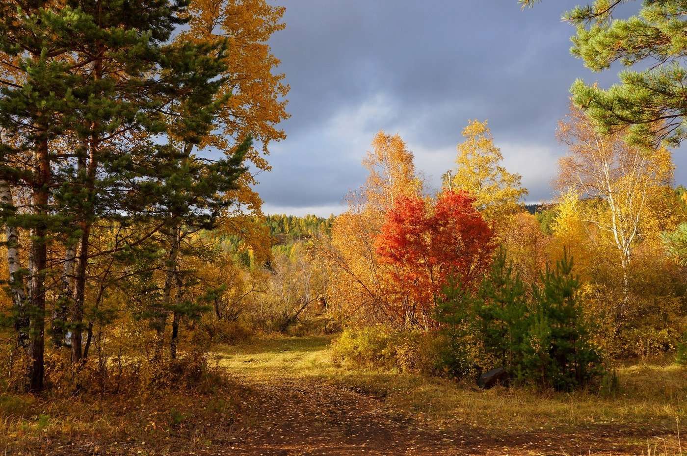 Herfst in het bos online puzzel