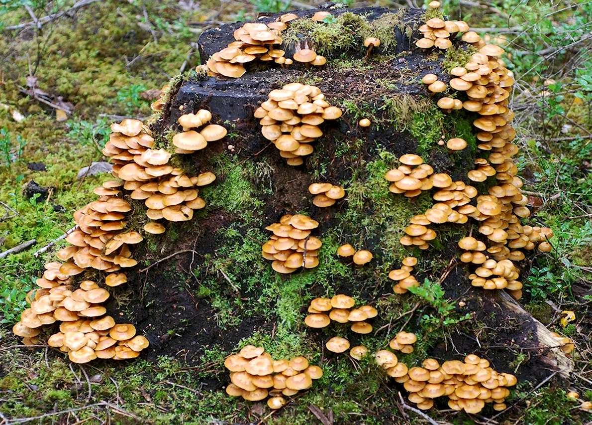 boshoningpaddestoelen online puzzel