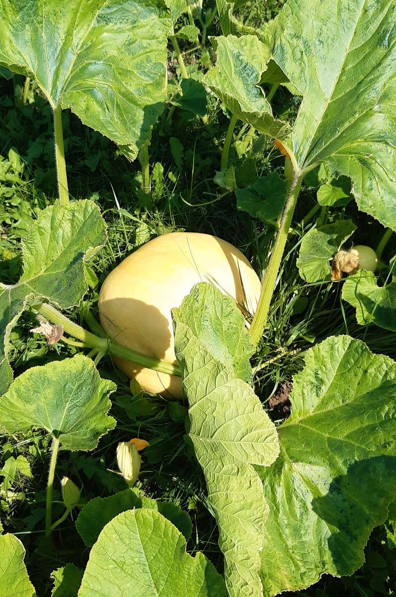 la calabaza todavía es pequeña después de las hojas rompecabezas en línea