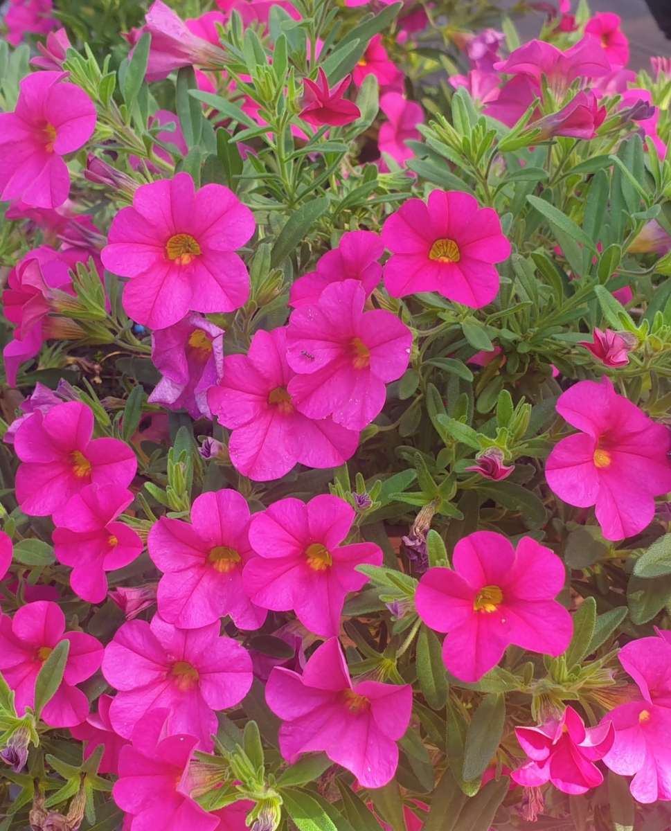 una alfombra de flores en un macizo de flores rompecabezas en línea