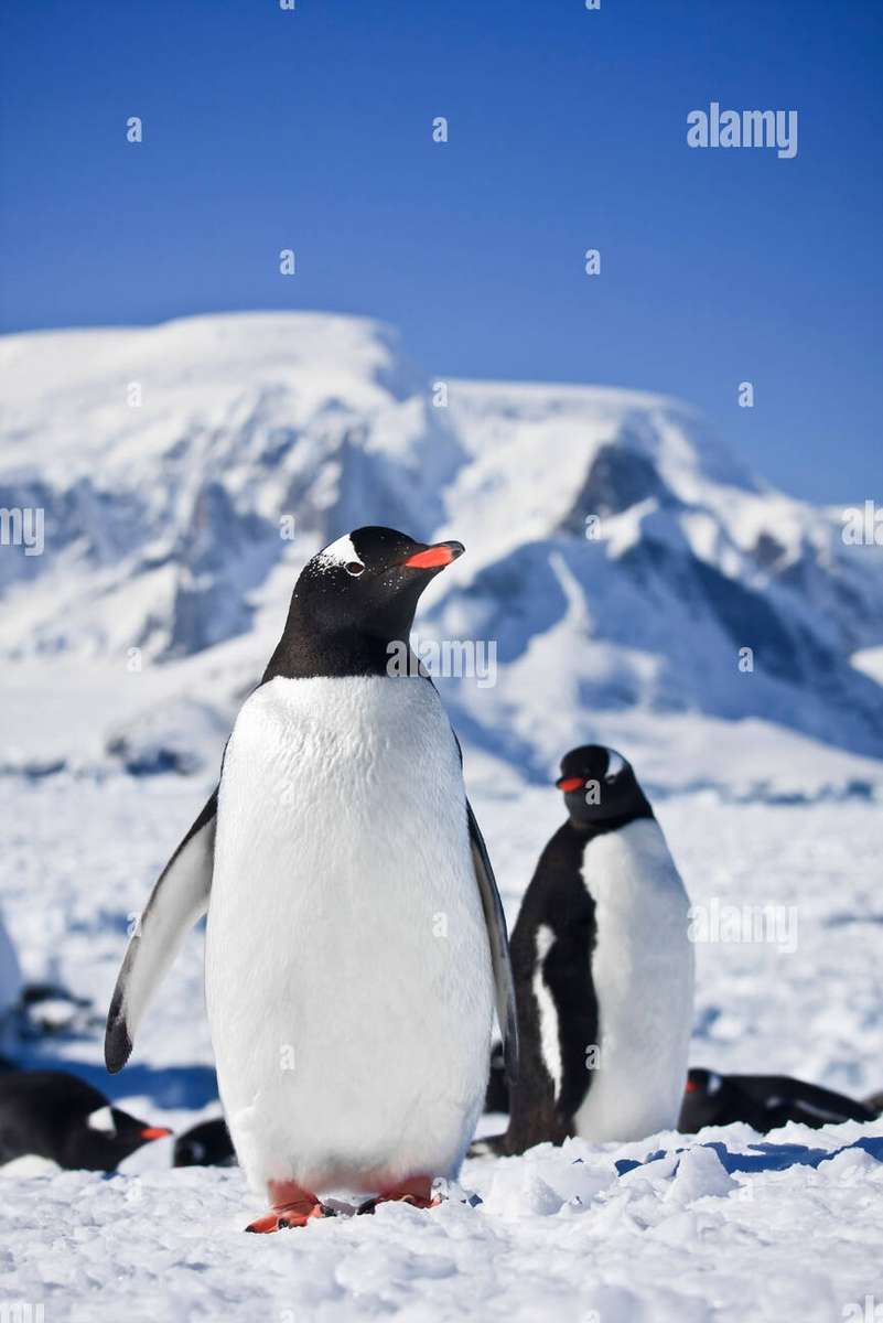 Penguins puzzle online